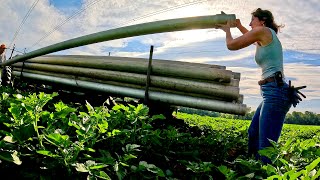 Irrigation Hustle Continues - Sun, Sweat & Progress On The Farm
