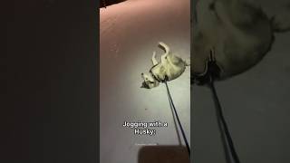 German Shepherd vs Husky🤣 Funniest Huskies | Best Videos #husky #doglovers #huskydog #shorts #dog