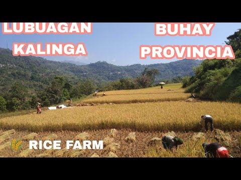 BUHAY PROVINCIA,/LUBUAGAN KALINGA/BUHAY MAGSASAKA 🌾🌾🌾/JASMINE AMANGAO VLOG/IGOROT SONG