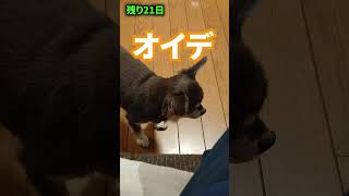 認知症の老犬チワワが可愛すぎ