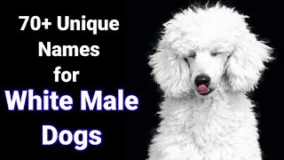 Unique Names for White Male Dogs🐾|| Tips for Naming Dogs🐾