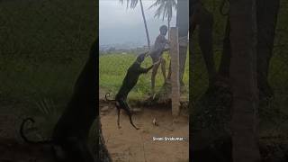 Waiting for OSCAR #shorts #kanni #chippipari #puppy #dogs #dog #kci #kennelclubofindia #viral
