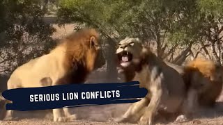LION FIGHTING ALL OVER SABI SAND - 5 COALITIONS CLASHING FOR CONTROL - LIONS OF SABI SAND EPISODE 25