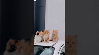 #catshorts #cat #cute #catvideo #cats #catkittenanimal #catsvideo ||cat cuet #hindi