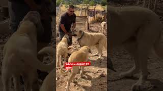 Sahibine düşkün bir aslan #dog #kangal #köpek