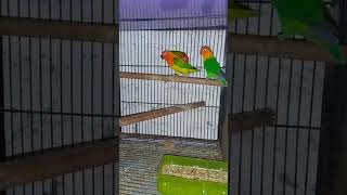 Green opline 🦜💚 #birds #lovebirds #blueavian #lovebirds