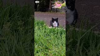 Kitty Cat#animals #animalwelfare #newethiopianmusic #abrelohd #eregnaye #dinklejoch #lovestory #