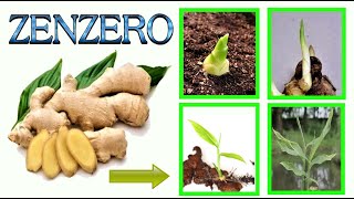 ginger, grow it at home
