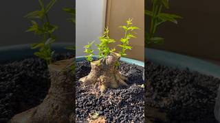 Bahan Bonsai Anting Putri #bonsai #bahanbonsai #wrightiareligiosa #bonsaitree #bonsaivietnam