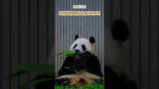 7.26突然下起了大雨，咱们的福公主冒雨在外面营业吃早餐，多么宠粉的猪猪宝啊#大熊猫 #大熊猫福宝 #panda #푸바오