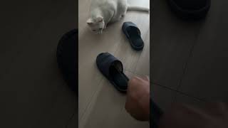 ちぇんじまいわーるど　#ねこ #cat #猫 #ねこのいる生活 #shorts