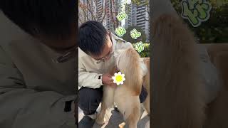 狗狗出门不拉一回家就拉？试试这个方法吧😂#训犬 #狗狗上学 #金毛