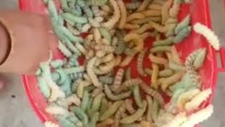 Life cycle of eri silkworm/ এড়ী পলুৰ জীৱন চক্ৰ//Eri Rearing in Assam, Lakhimpur District