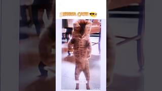 Cat Doing Sigma Moves 😎 #sigma #cat #troll #meme #trollface