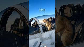 Spirit’s Pet Squirrel HIJACKS Fighter Jet 😮