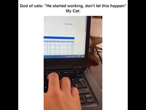 Cats and laptops haha
