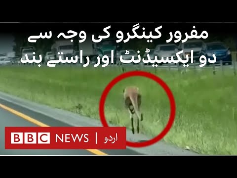 Runaway kangaroo closes stretch of interstate in the US- BBC URDU