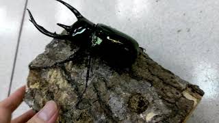 Giant Atlas beetle in Indonesia - Chalcosoma chiron