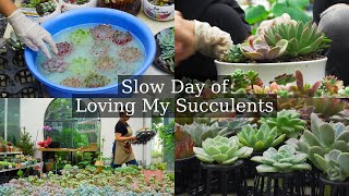 Working among my favorite things | Slow day of caring & loving my succulents
