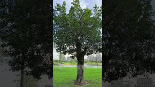 Storms make trees take deeper roots.风暴使树木深深扎根。