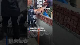 凱米颱風1受傷鹿受困網架 恆春民眾合力協助脫困｜#公視新聞網 #Shorts