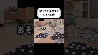 😱怒ってる理由まで喋る犬　#しゃべる犬モネ