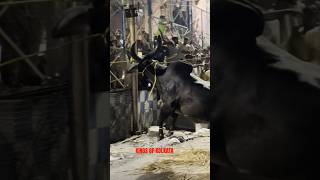 MOST DANGEROUS KANKREJ COW OF 2025 😲 UNLOADING AT RAJABAZAR ATTACK EVERYONE #shorts #trending #viral