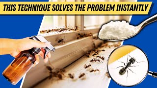 How to Get Rid of Black Ants in Your Home – FAST & EASY Methods