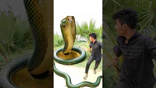 Anaconda snake in real life P131#shorts #short #snake #nagin #python #anaconda #snakes #bigsnake
