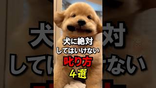 犬にこれする人は飼い主失格