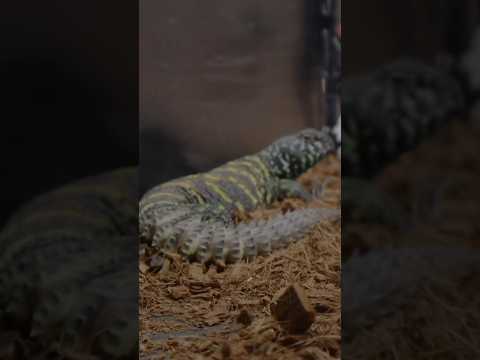 Uromastyx the spiny tailed lizard #snake #reptiles #lizard