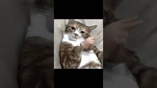 Orange cat edit arc