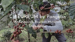 Indonesia Coffee Week! How we brew Cibeureum by Pangkan using Hario V60