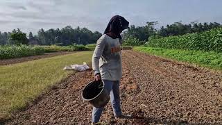 Unbelieve How Smart Farmers Add Fertilizer Before Planting for Max Yield! -Agriculture Farming