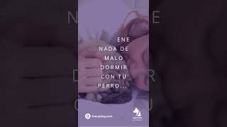 ¿Dejar que tu Perro Duerma Contigo? 🐾  #perros