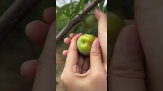 HappyVillageSpringPloughingSeason#LoquatsareRipe #Loquat #gelbl#vlogvideo #Rp154