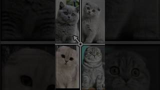 Kucing Style #kucinglucu #shorts #catstyle