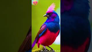 ai art birds
