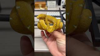 How to tame a spicy Green Tree Python. 🤓🐍🔥