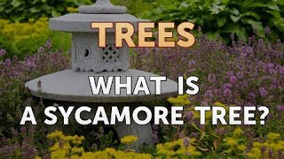What Is a Sycamore Tree?