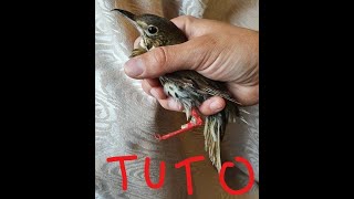 Tutorial Prothèse de patte articulée pour oiseau / Articulated leg prosthesis for birds