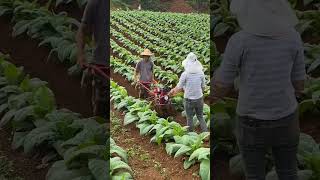 Tobacco Farming #satisfying #shot