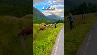 Highland cows in Glen Nevis 😍 #family #travel #scotland #highlandcow #mountains #highland #viral