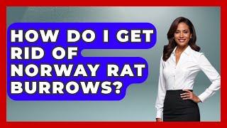 How Do I Get Rid Of Norway Rat Burrows? - Insects and Invaders