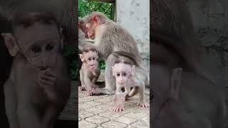 Don't interrupt when looking for lice. poor baby monkey. cute. macaca. monkey.macaque. bandar.kurang