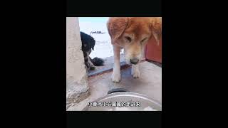 男子自驾游偶遇两只流浪狗，怎么赶也赶不走 #动物 #animals #老友狗狗