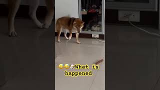 #oldies #singer #vintage #shibainu #柴プー #sibainu #pets #ペキ柴 #song 😅🐶😝😝
