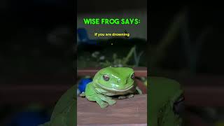 Wise frog says  🔮🐸  #wisefrog #goodadvice