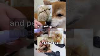 #PupperSquad #FurryTales #DoggoVibes #WaggingTailsDaily #PawsForLove