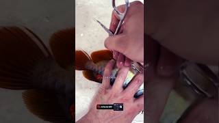 Arowana Fin Treatment 🐠✂️ (ULTRA HD)..